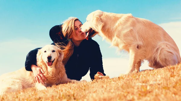 Funny dogs.Golden retriever — Stock Photo, Image