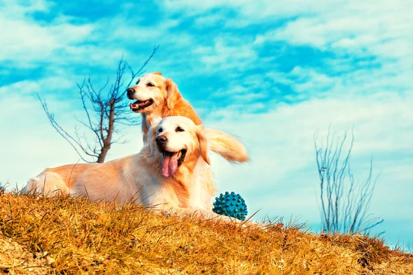 Grappige honden. Golden Retriever — Stockfoto