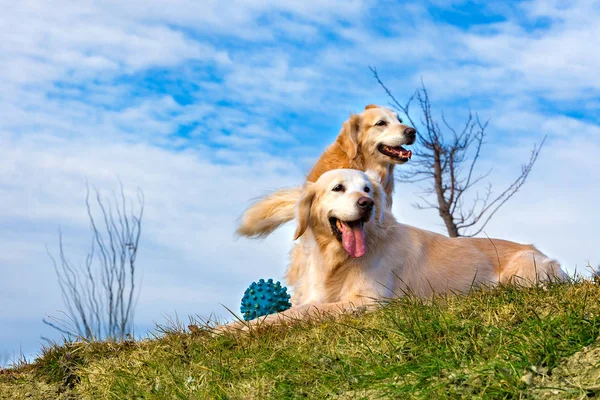 Komik köpekler. Altın retriever — Stok fotoğraf