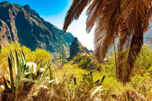 Scenic mountain landscape.Cactus,vegetation and sunset panorama in Tenerife.Masca valley.Canary island.Tenerife.Spain