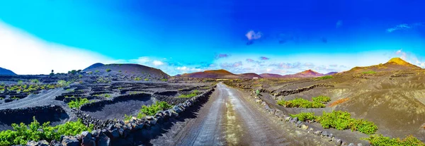 Paisaje Escénico Con Viñedos Volcánicos Lanzarote Islas Canarias España Viña — Foto de Stock