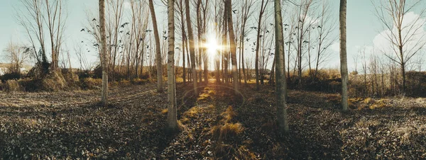 Arrière Plan Abstrait Nature Herbe Détails Des Arbres Dans Les — Photo