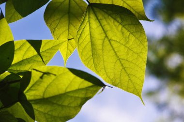 Yeşil ağaç bahar güneş parlıyor bırakır.