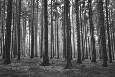 Siyah beyaza tonda güzel orman.