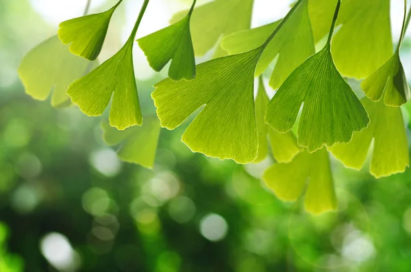 Folhas Ginkgo Biloba Árvore Com Bokeh Natural Bakcground — Fotografia de Stock