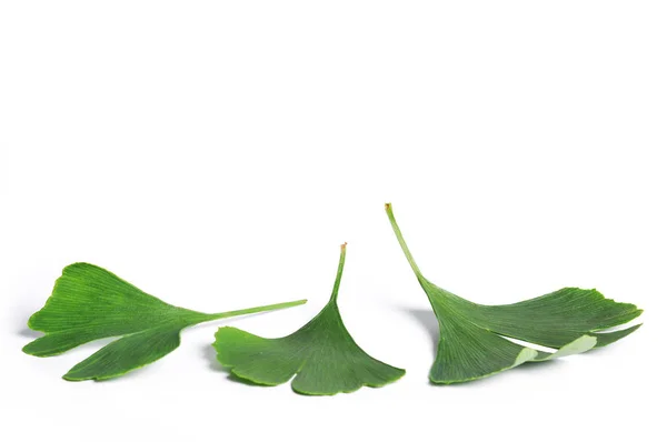 Ginkgo Biloba Leaves Isolated White — Stock Photo, Image