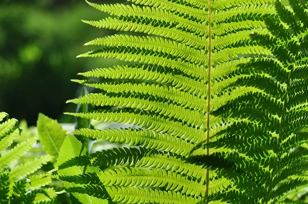 Zon Schijnt Door Fern Verlaat Natuur — Stockfoto