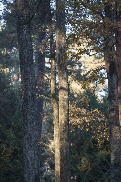 Солнечный Свет Лесу Деревьями — стоковое фото