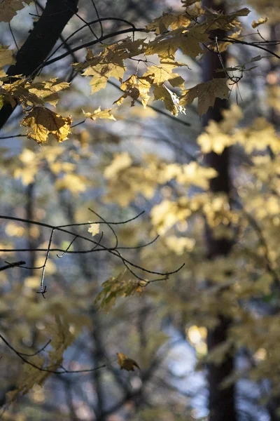 Желтые Кленовые Деревья Осенью — стоковое фото