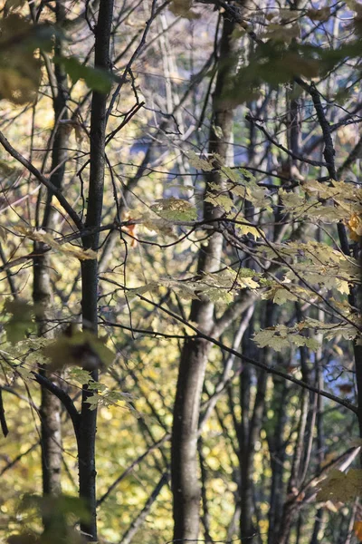 Желтые Кленовые Деревья Осенью — стоковое фото