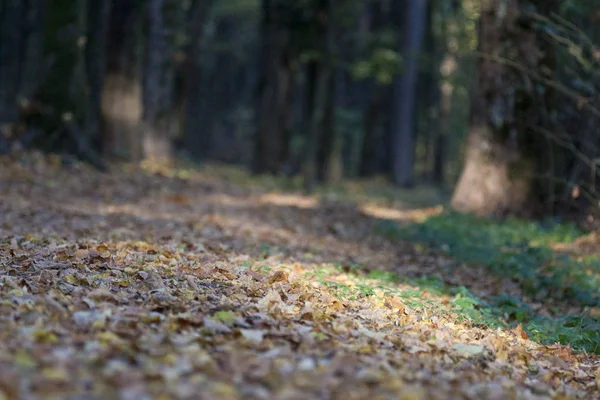 Вид Крупным Планом Желтые Листья Парке Осеннего Сезона — стоковое фото
