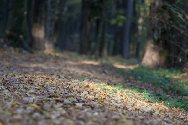 Närbild Syn Gula Blad Höstsäsongen Park Stockbild