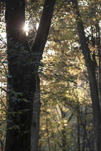 Herbstwald Und Sonnenstrahl Stockbild