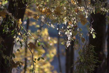 Şube yaprakları ile kapatmak