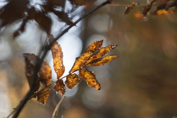 Закрыть Ветви Листьями — стоковое фото