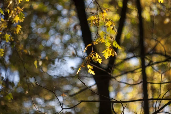 Закрыть Ветви Листьями — стоковое фото
