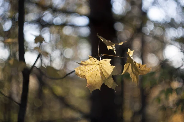 木の上のモミジの葉は黄色 ロイヤリティフリーのストック画像