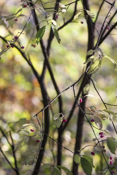 Detailní Pohled Žluté Listí Podzimní Park Stock Fotografie