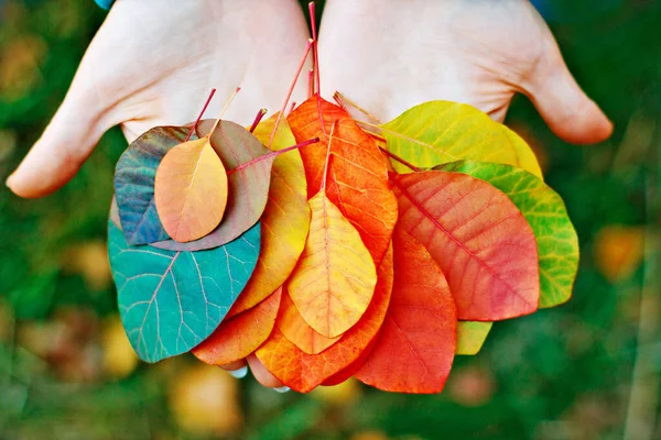 Parlak sonbahar yaprakları, ılık sonbahar, sihirli ışık.