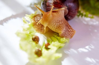 Anne salyangoz sabah vakti marulun üzerinde uyuyan üç yavru salyangoza bakıyor.