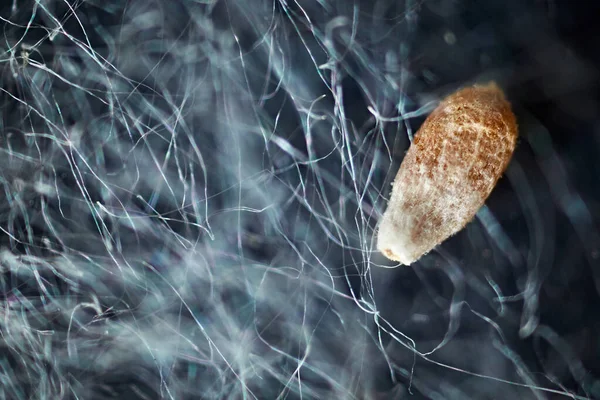 Pappelflaum Unter Dem Mikroskop Und Saatgut — Stockfoto