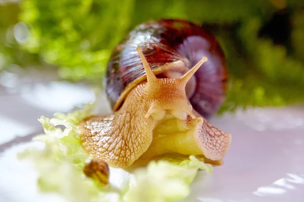 Małe Duże Ślimaki Achatina Czołgające Się Zielonym Liściu Sałaty Świetle — Zdjęcie stockowe