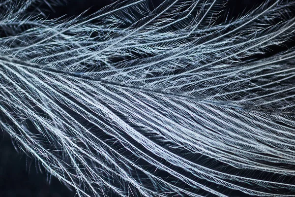 Pluma Blanca Pájaro Bajo Microscopio Sobre Fondo Negro —  Fotos de Stock