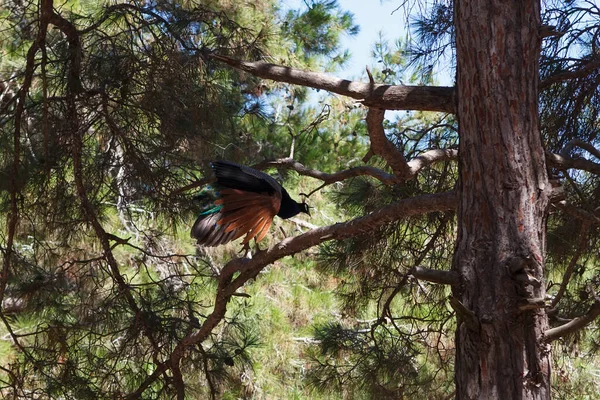 コス島の針葉樹林の孔雀 ギリシャ — ストック写真