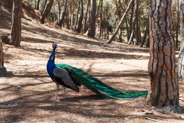 Wild Colorido Pavo Real Bosque Pavo Real Plaka Isla Kos —  Fotos de Stock