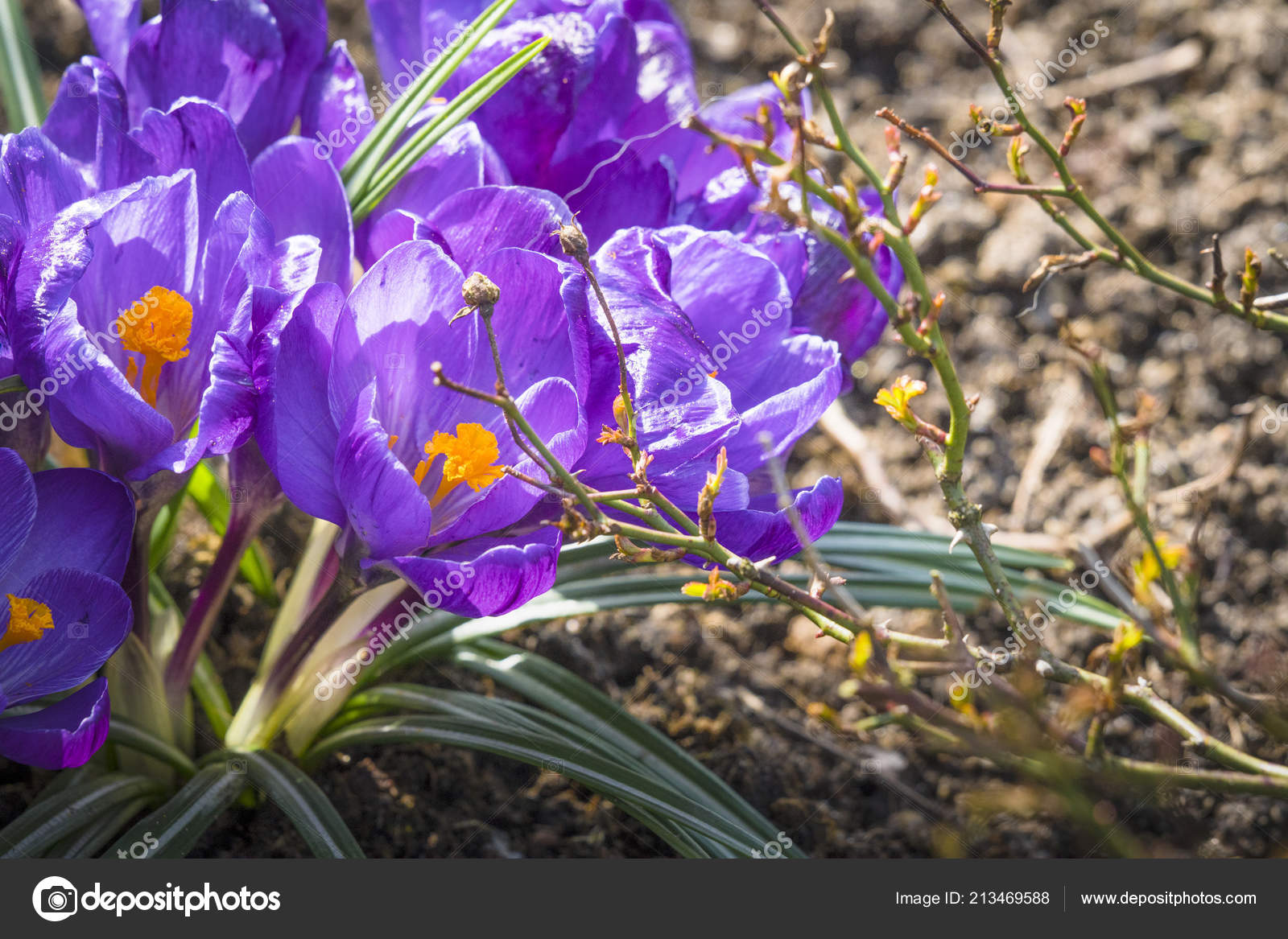 Crocus Flowers Purple Color Blooming Garden Sunny Day April Stock Photo C Sportactive 213469588