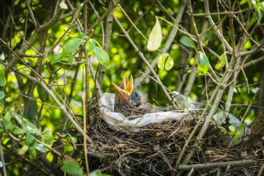 Bir kuş yuva yemek arama bahar aç karatavuk