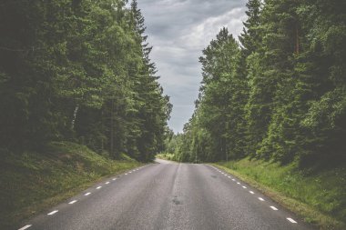 Uzun boylu ağaçlar ve bulutlu hava bir ürkütücü çam ağacı ormanda asfalt yol beyaz çizgili yapılmış