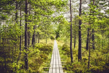 Ahşap hiking trail İskandinavya'bir çam ormanı içinde