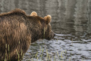 Bear fishing by the water with great patience looking out over the water clipart