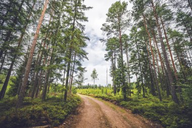 Toprak yol uzun yeşil ağaçlar ile yaz aylarında bir çam ağacı orman yoluyla çalışan