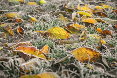Hoarfrost sabah güneşin donmuş yapraklarda erken kış sonbahar renkleri kaplı
