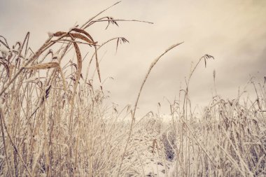Donmuş atılıyor frost ve güzel doğa manzarası göl yakın kar ile kaplı