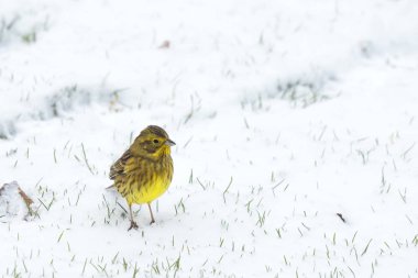 Kışın karda yiyecek arayan yellowhammer kuş