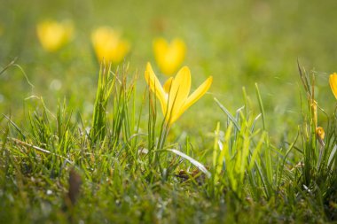 Yeşil çimenlerin üzerinde mornig güneşte Nisan ayında çiçek açan sarı çiğdem çiçek