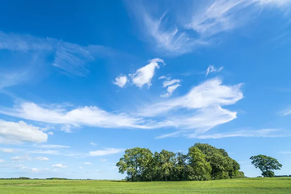 明るいファンタジー雲と青空の下で夏の緑のフィールドの木のグループ — ストック写真