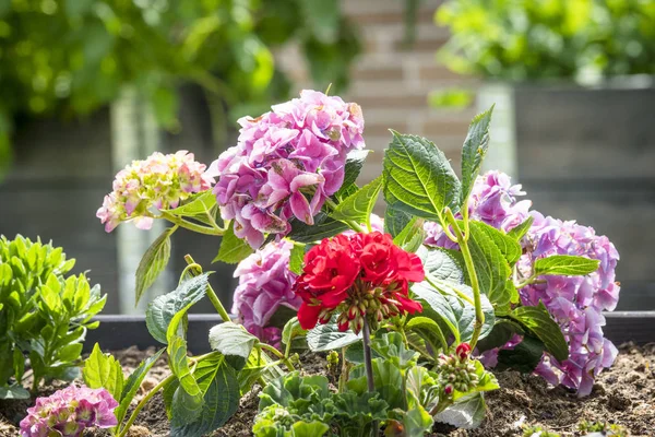 Röda Och Violetta Blommor Rabatt Trädgård Sommaren — Stockfoto