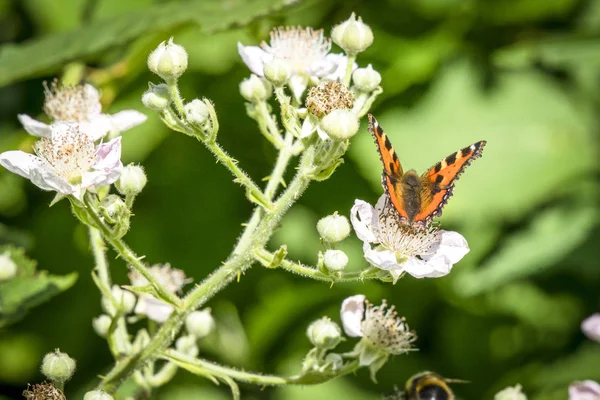 夏に白い花と緑の植物にオレンジ色でべっ甲蝶 — ストック写真