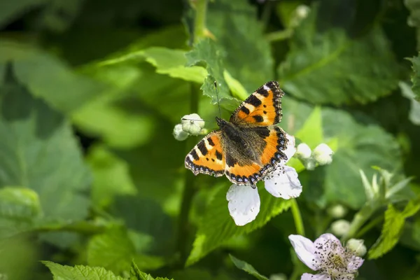 Motýl Oranžový Želvovina Bílé Květy Zelené Zahradě Létě — Stock fotografie