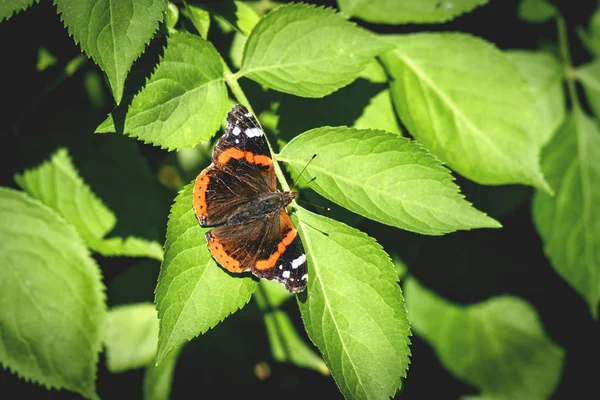 Farfalla Dell Ammiraglio Rosso Una Foglia Verde Giardino — Foto Stock