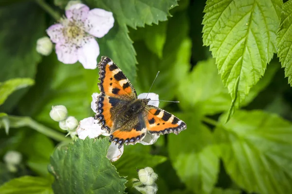 白い花のように夏の緑豊かな庭園の美しいべっ甲蝶オープン翼 — ストック写真