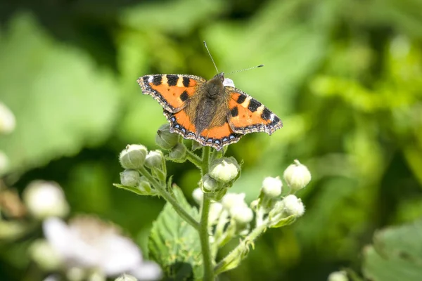 オレンジ色の翼と黒い斑点と Wingd Summert の白い花が付いている植物にべっ甲蝶がワイド オープンします — ストック写真