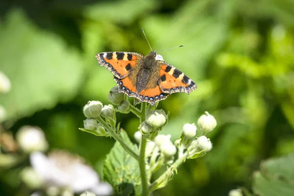 Mariposa Tortuga Una Planta Con Flores Blancas Verano Con Alas —  Fotos de Stock