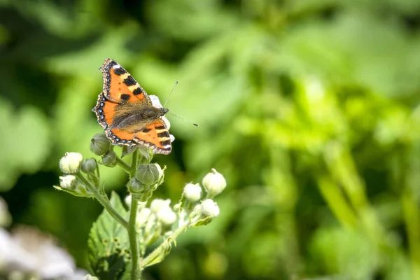 夏天在花园里一朵白色的花朵上坐着的龟甲蝴蝶 — 图库照片