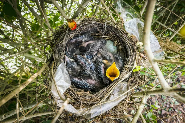 食品のために叫んで孵化空腹クロウタドリと上から Birdnest — ストック写真