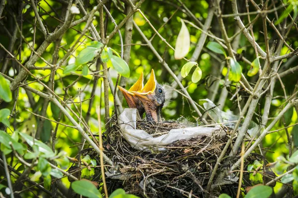 燕窝的新生黑鸟在夏季的绿色环境中呼唤食物 — 图库照片